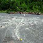 Cientistas descobrem a floresta mais antiga do mundo