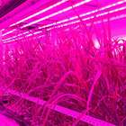 Cientistas criam projeto para testar como seria produção ...