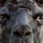 Winter, a lhama que pode ajudar na busca por uma cura ...