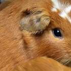 Estudo com hamsters testa eficácia de máscaras contra covid