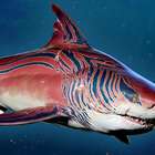 Tubarão-Tigre chega de surpresa ao alucinante Maneater