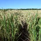 Conheça a cultivar de arroz para áreas de sequeiro