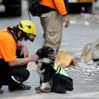 Socorristas continuam buscas por possível sobrevivente ...