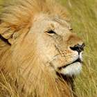 Imposto de Renda 2021: veja como baixar e instalar o ...