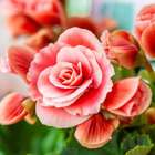 Tarot das Flores: O que virá para o seu signo de 5 a 11 de abril