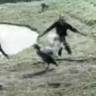 Pato sai voando e dá "baile" em peões em A Fazenda
