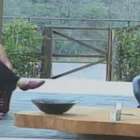 Felipeh Campos pede Roy em casamento