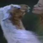 Após festa, Brunninha beija lhama na boca