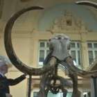 Esqueleto de mamute de 15 mil anos de idade vai a leilão