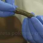 Cresce demanda por sanguessugas para atender atletas e missões espaciais