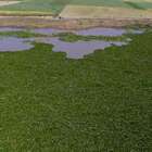 A luta da Etiópia para salvar maior lago do país de espécie invasora originária do Brasil