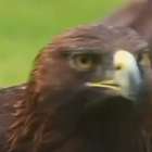 Instituto se dedica a conservar águia símbolo do México