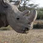 Morre o último rinoceronte-branco do norte macho do mundo