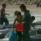 Grupo tenta salvar 150 baleias encalhadas na Austrália