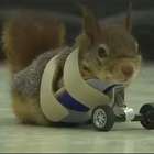 Rodas protéticas ajudam esquilo a recuperar movimentos