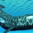 Ouça o canto das baleias que fazem o 'jazz do fundo do mar'