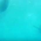 Pinguins com câmeras capturam visão única da vida marinha