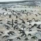 Pinguins da Antártida são estudados com o uso de 'timelapse'