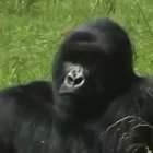 Cresce para mil a população de gorilas em risco de extinção