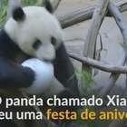 Panda-gigante celebra 6º aniversário em zoológico