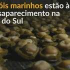 África do Sul: Caracóis marinhos ameaçados por pesca ilegal