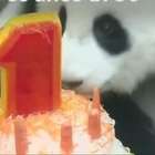 Filhote de panda ganha festa de aniversário na Malásia