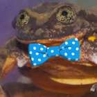 Bolívia encontra Julieta para rã Romeu em site de namoros