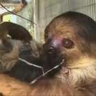 Zoológico nos EUA celebra seu primeiro filhote de preguiça