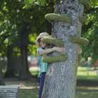 'Senhor Planta' faz instalação que abraça árvores