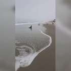 Vídeo mostra lobo-marinho em praia no Litoral do Paraná