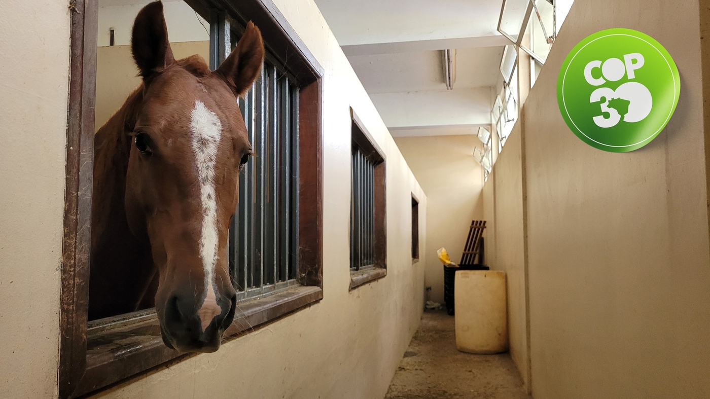 Caramelo   Foto: Beatriz Araujo/Terra