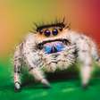 A curiosa aranha-saltadora com pelos azuis brilhantes na cabeça