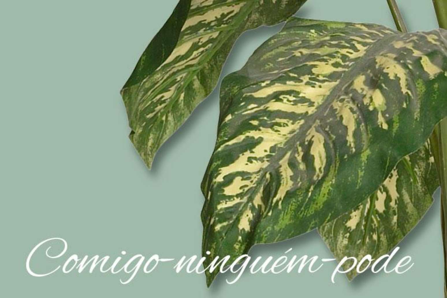 4 simpatias com a planta comigo-ninguém-pode