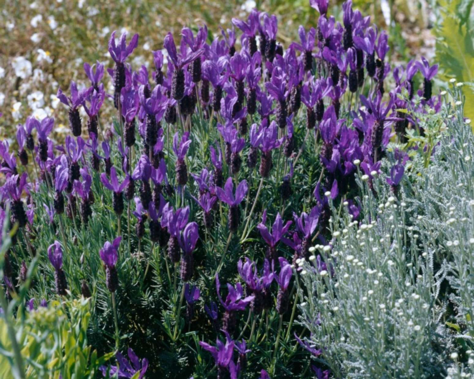 15 tipos de lavanda para perfumar seu jardim