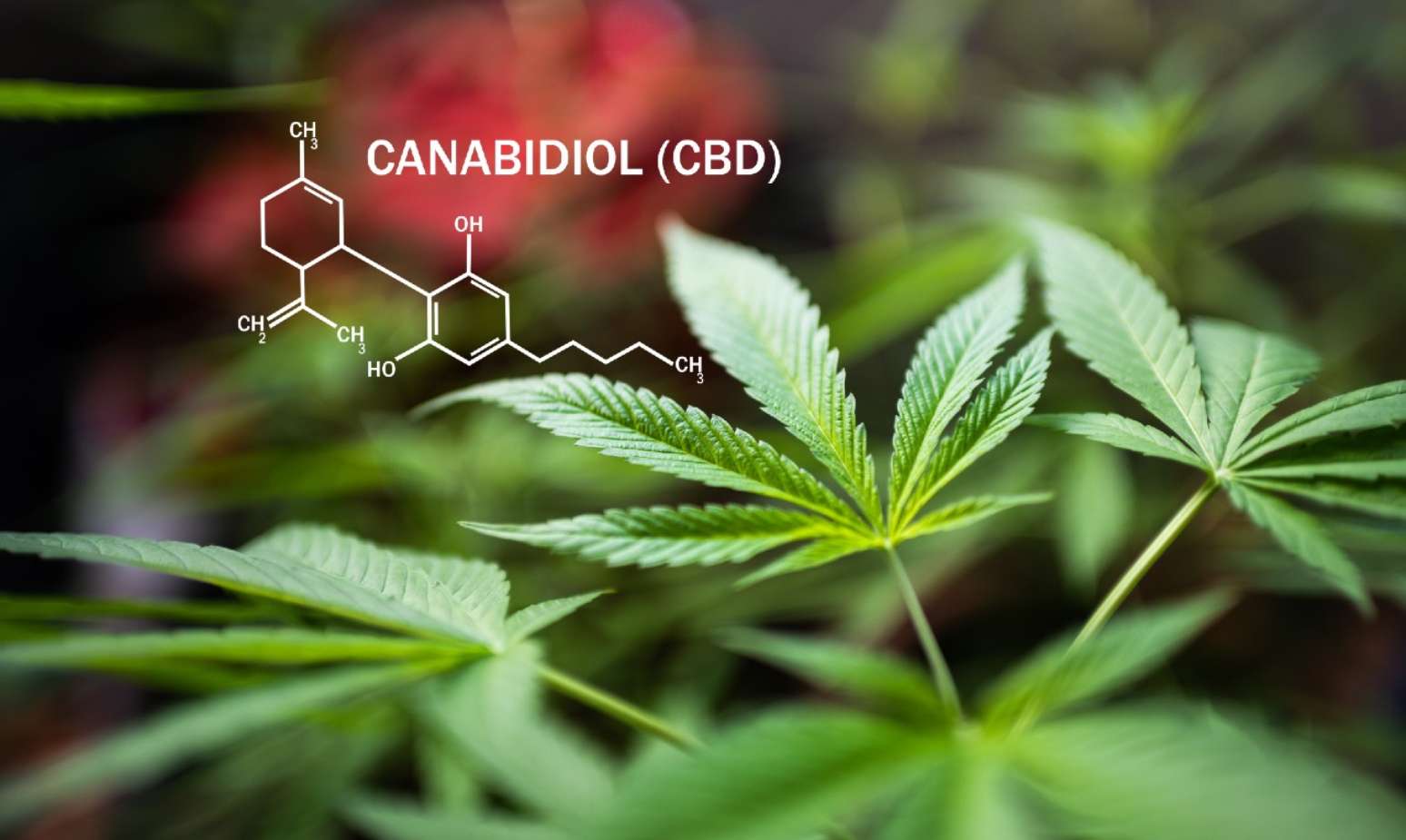 Canabidiol pode ser usado no tratamento da ansiedade; entenda