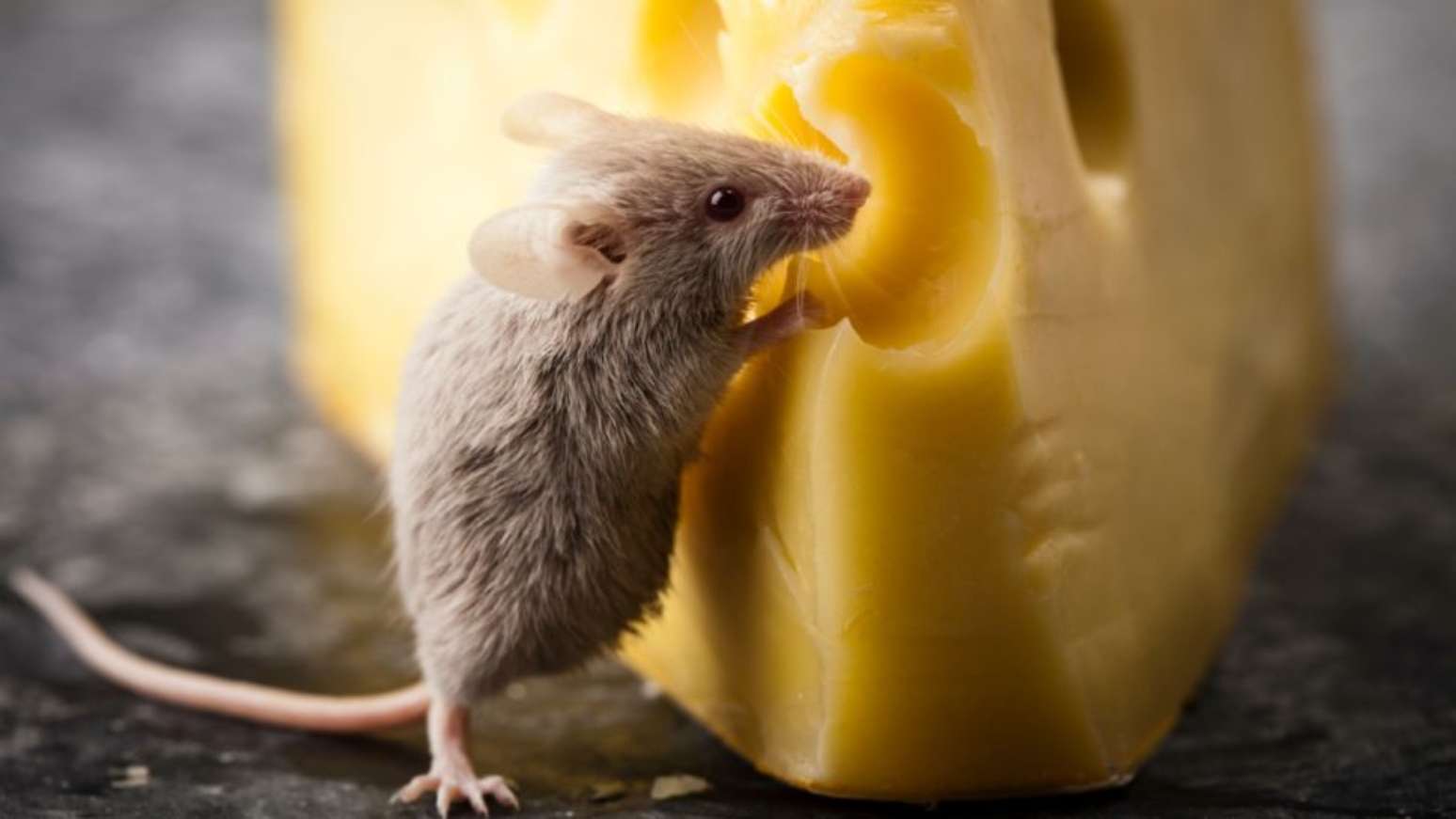 Ratos gostam de comer queijo mais do que outros alimentos?