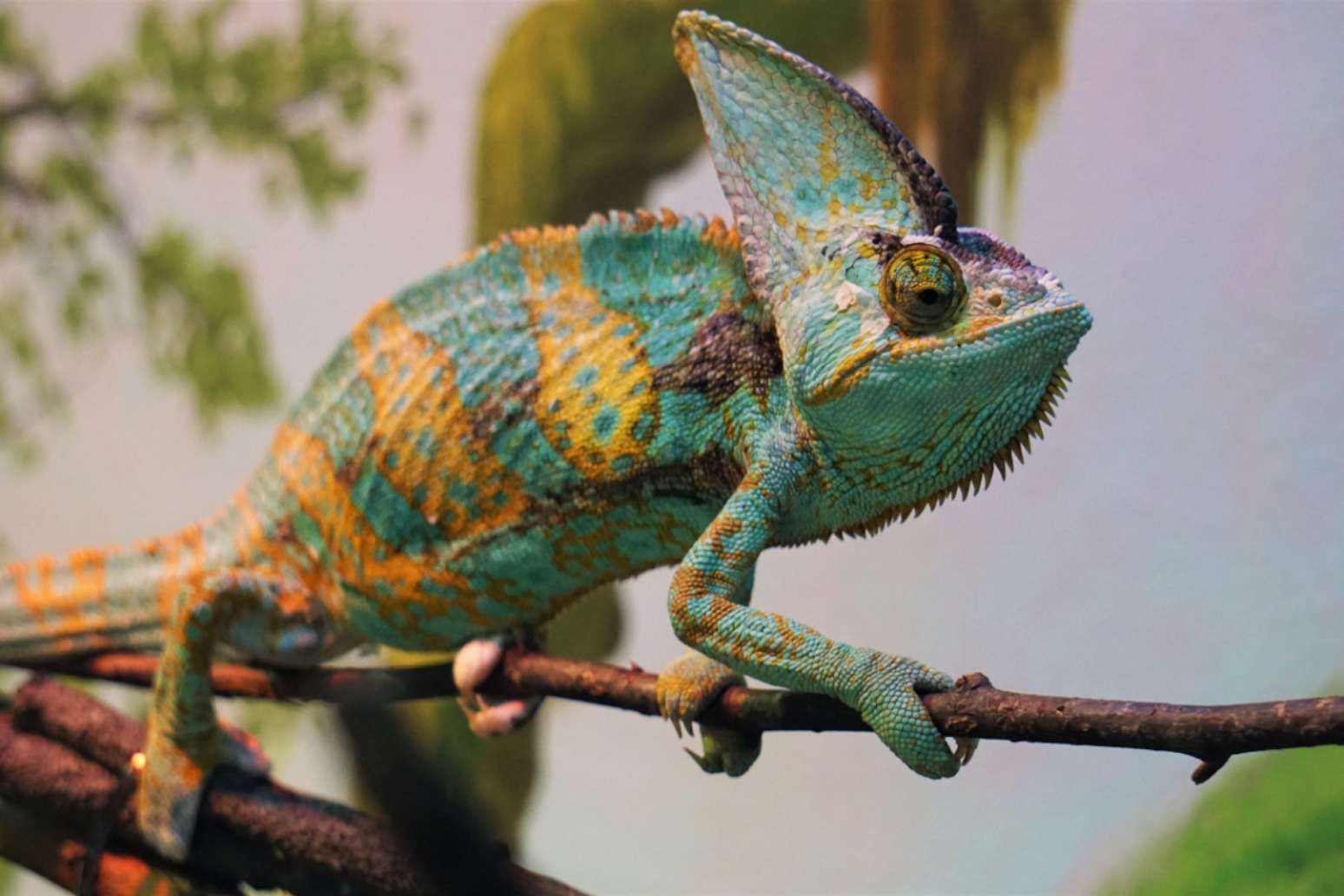 Veja as características do camaleão e saiba como cuidar dele em casa