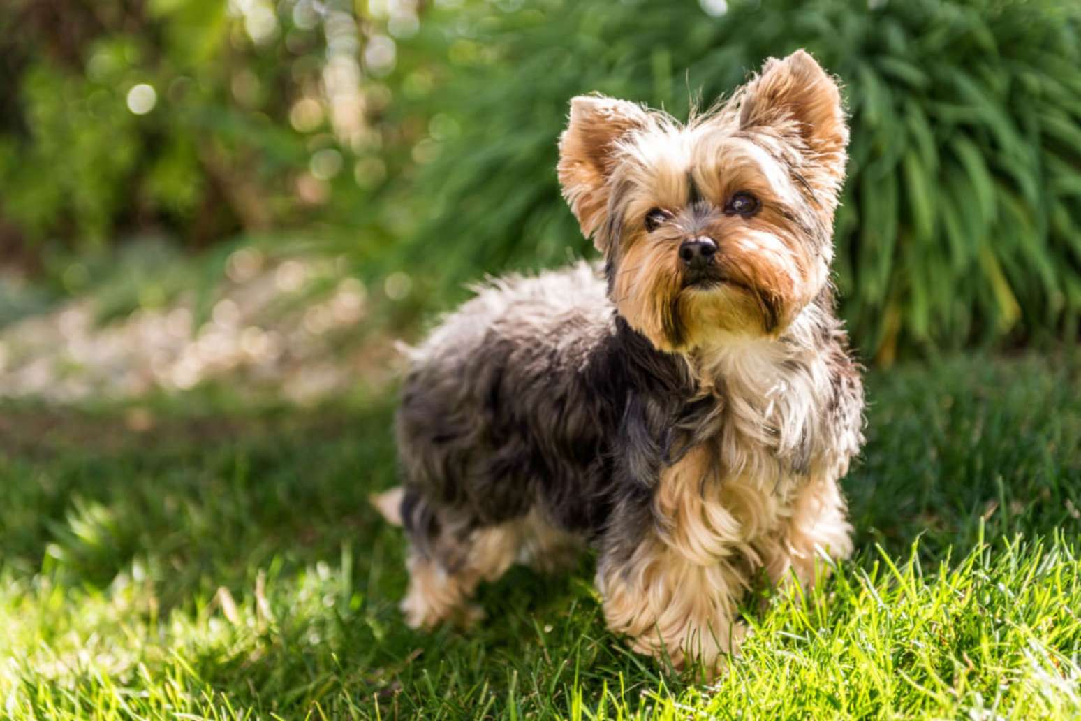 Yorkshire terrier: tudo o que você precisa saber sobre essa raça