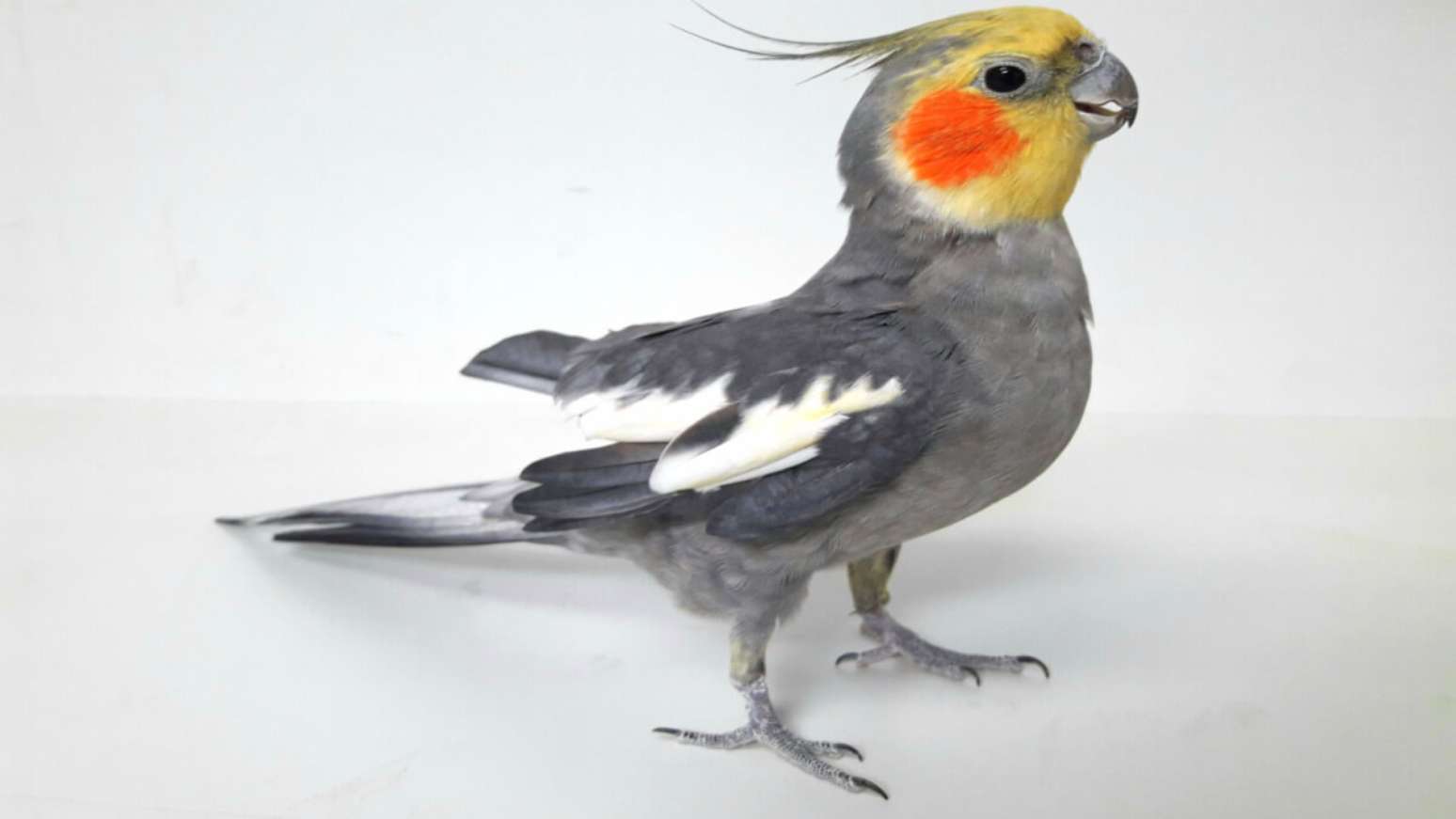 7 tipos de calopsitas para você conhecer