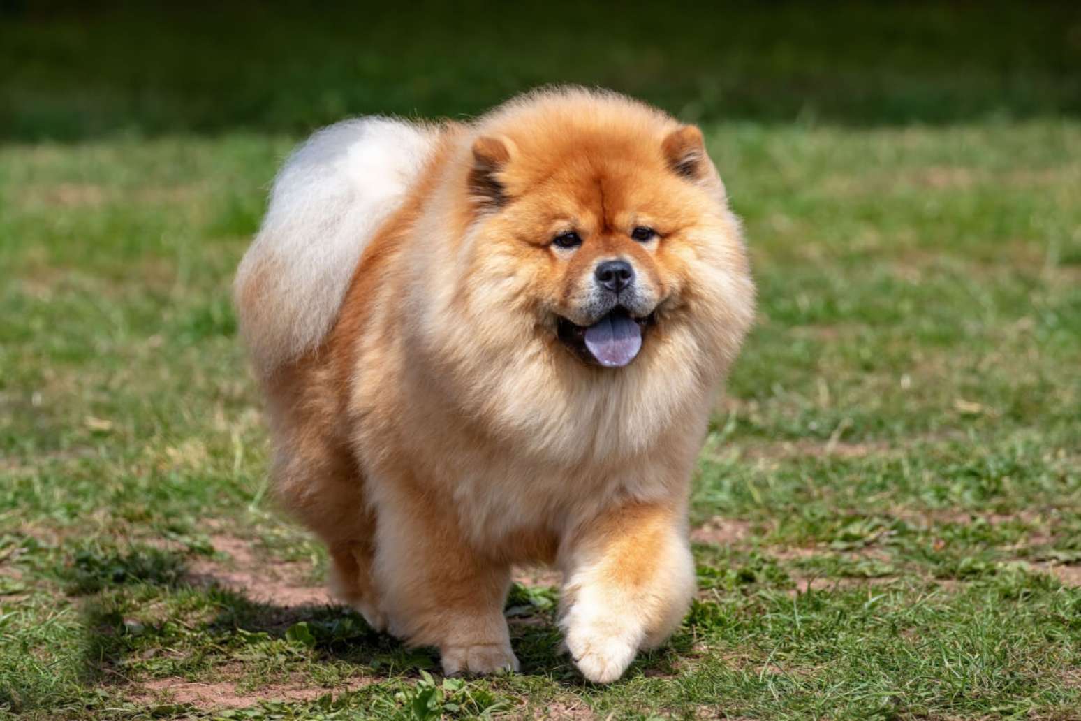 10 raças de cachorros mais bonitas do mundo