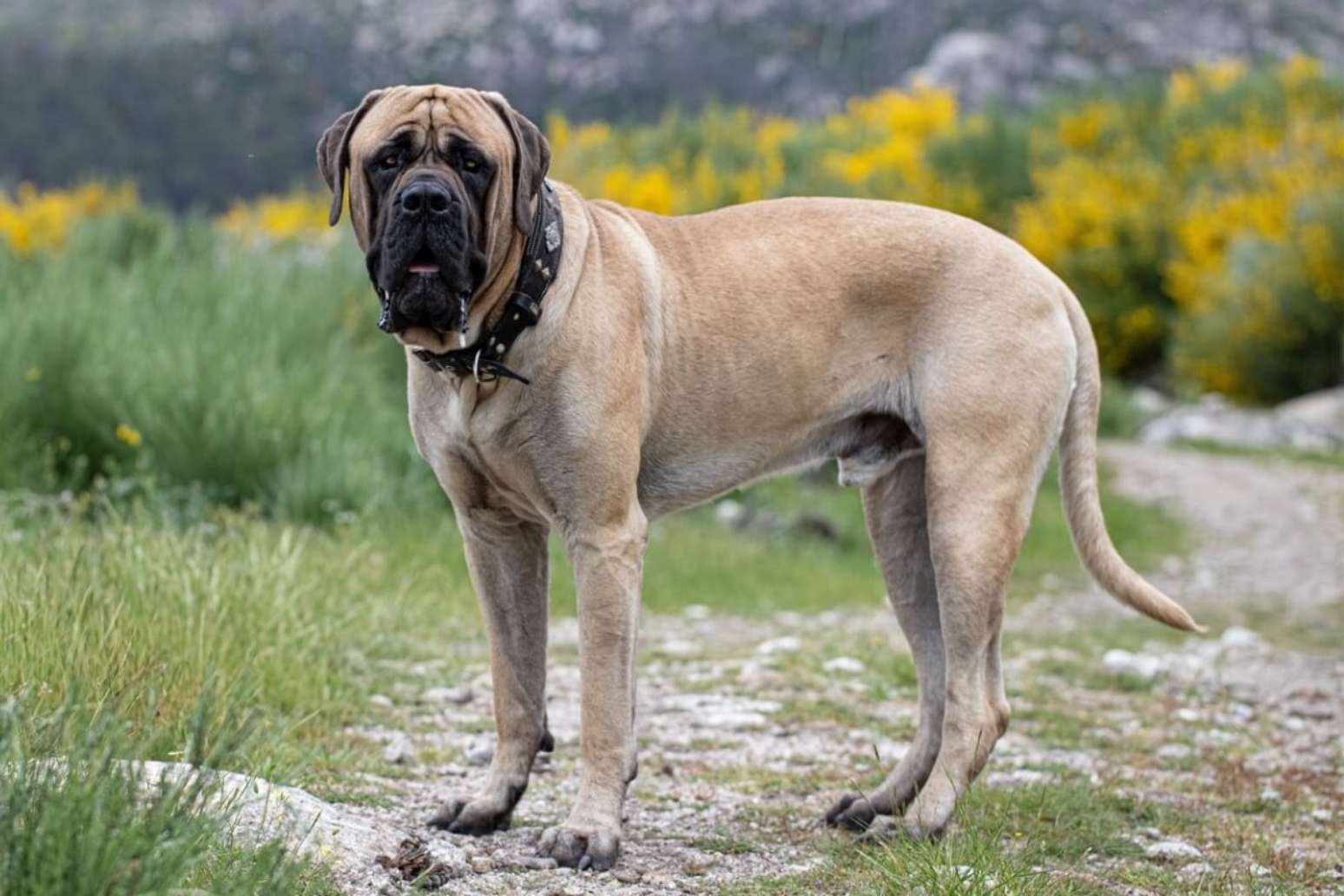 8 maiores raças de cachorro do mundo