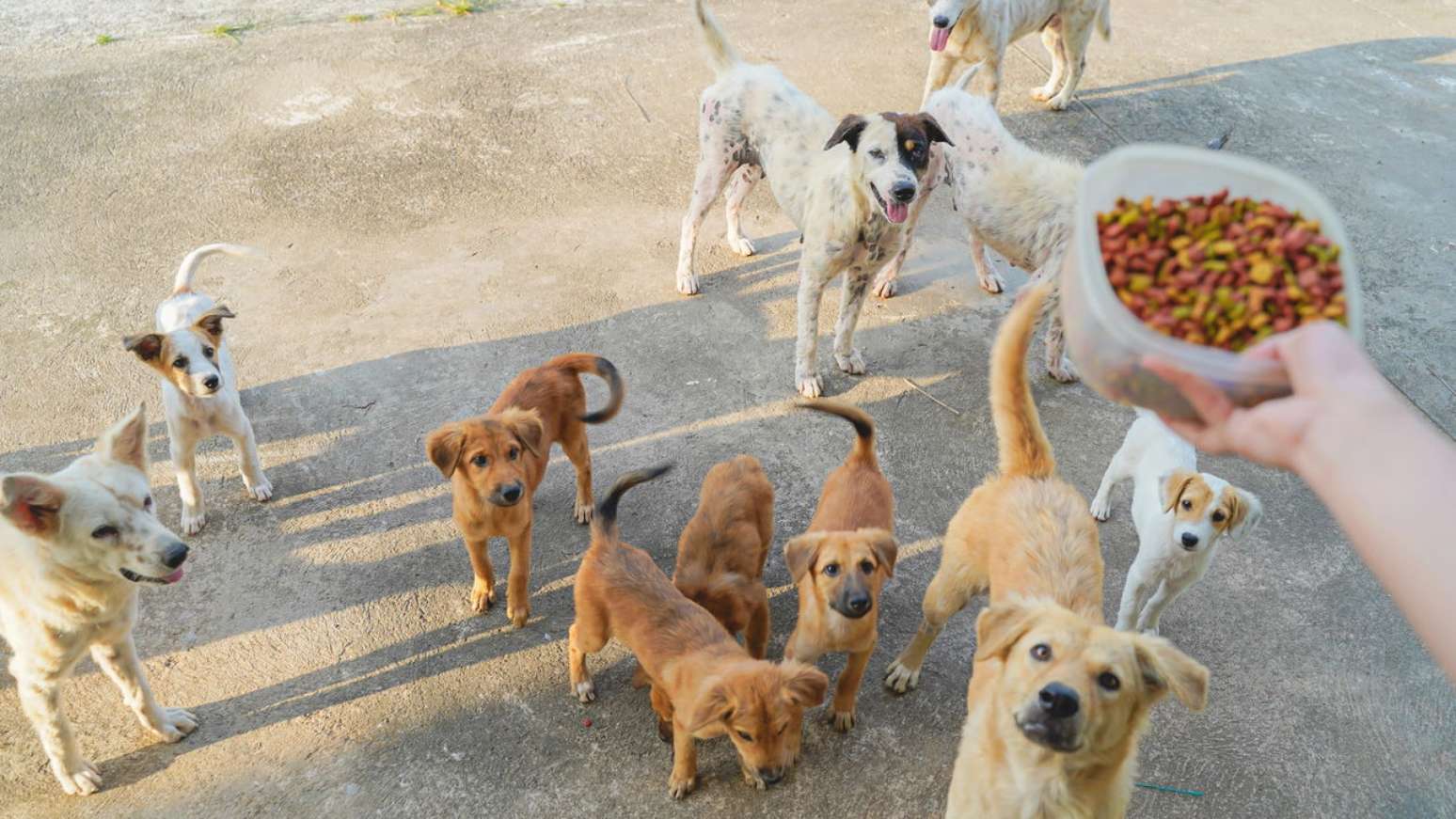 Qual é o melhor horário para dar comida aos cães?