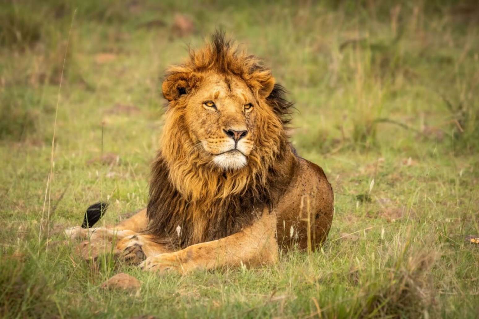 8 maiores felinos do mundo