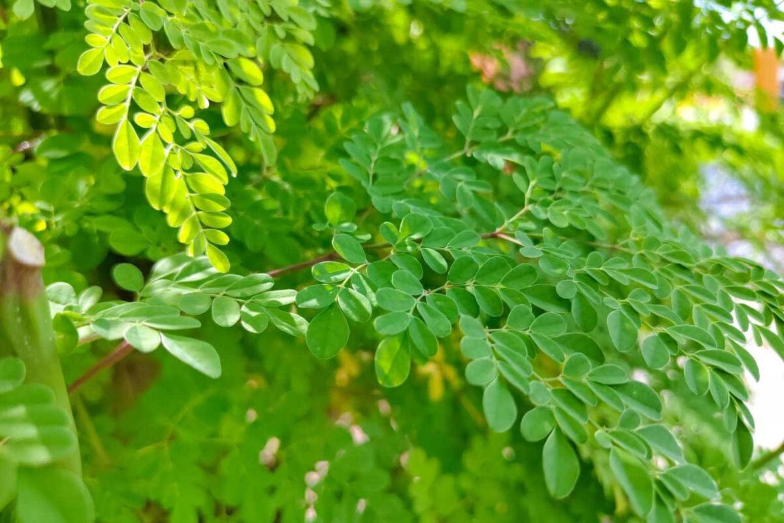7 benefícios da planta medicinal moringa