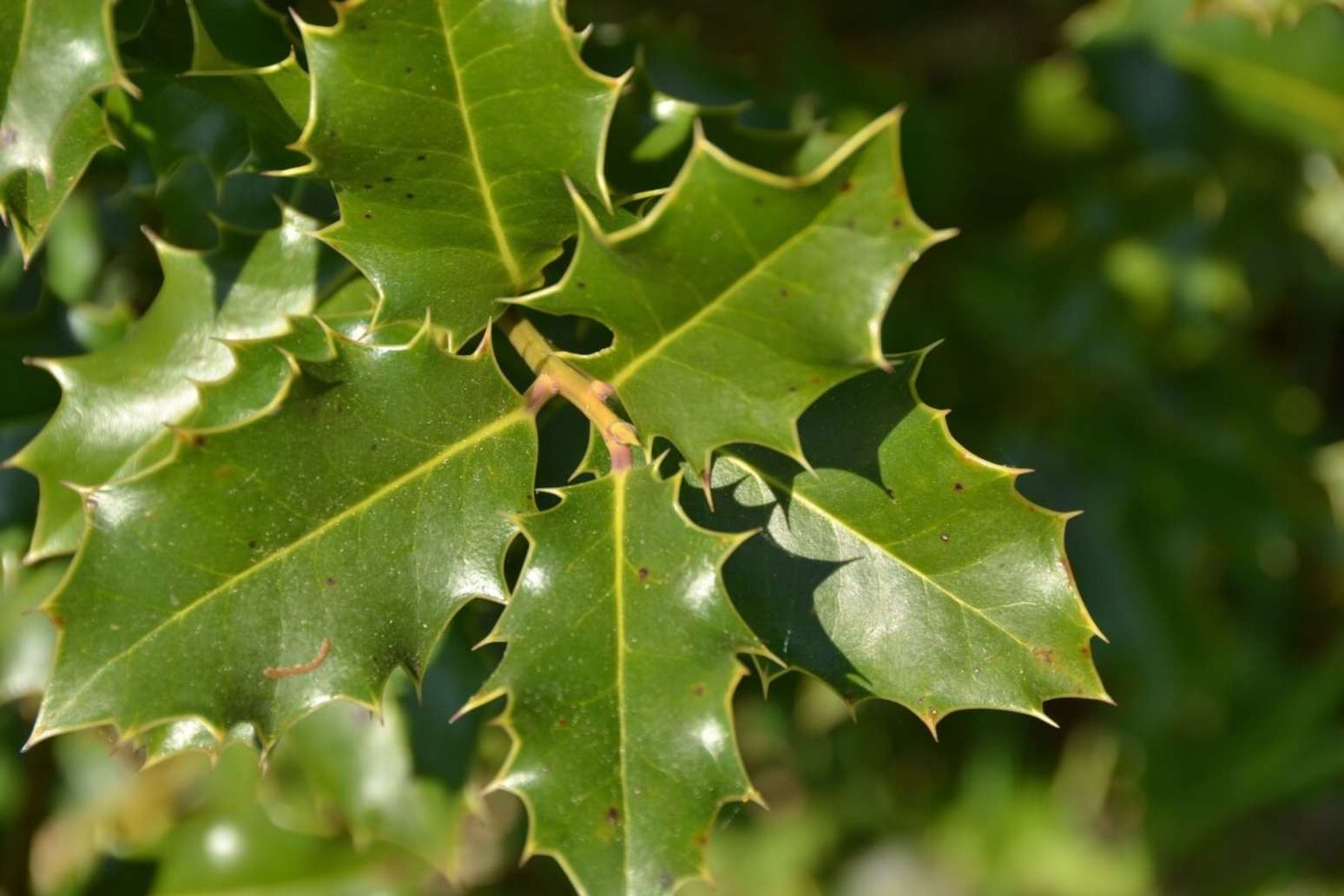 8 benefícios da espinheira-santa para a saúde e como usá-la