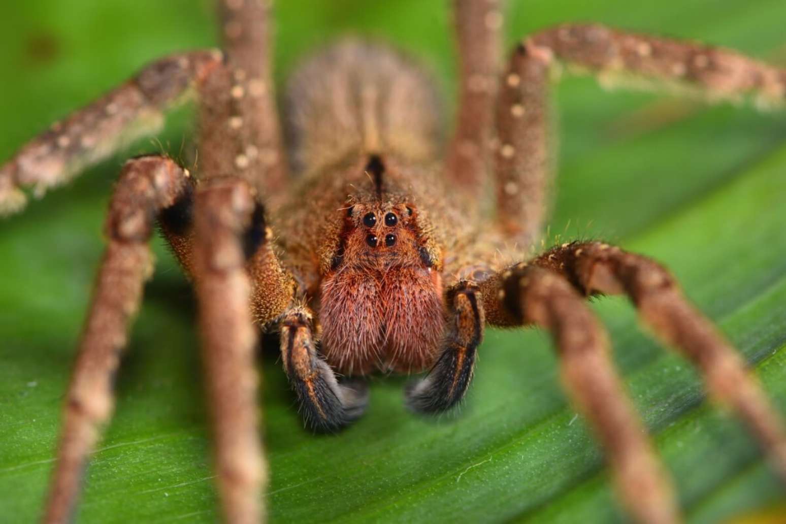 9 grupos de animais invertebrados e suas principais características