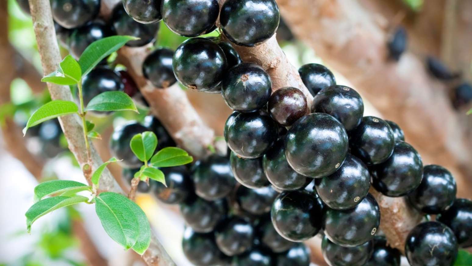 Jabuticaba: conheça os benefícios de uma das frutas mais saudáveis do mundo