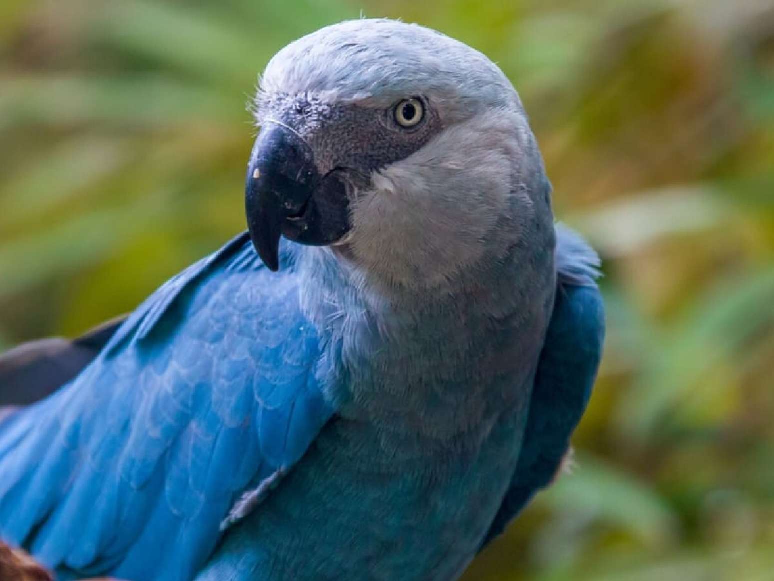 Ararinha-azul volta a ser considerada extinta, após captura de 11 ...
