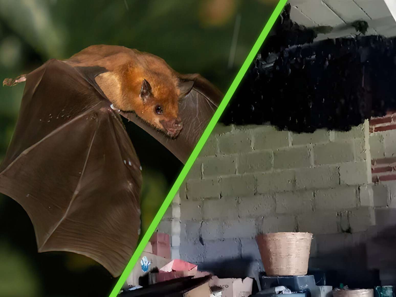 Milhares de morcegos transformaram uma casa no México em seu refúgio e ...