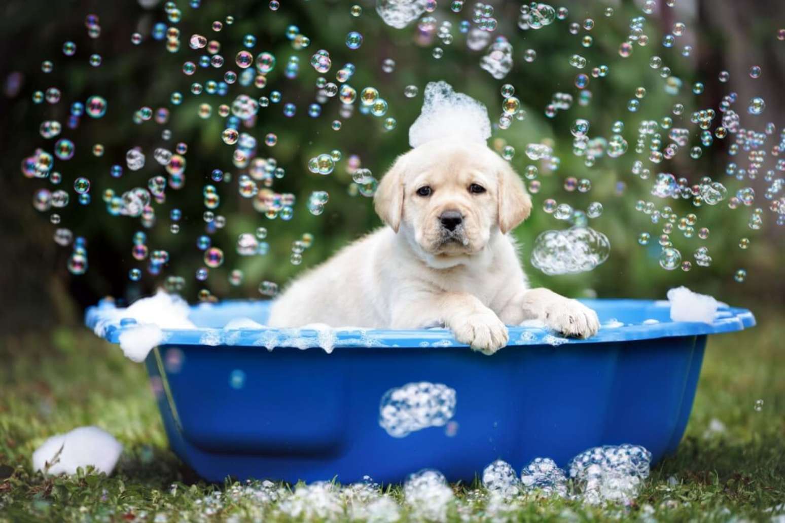 10 cuidados importantes no primeiro banho do cachorro filhote